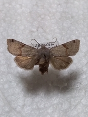 Agrochola meridionalis