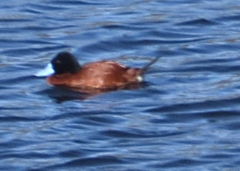 Oxyura ferruginea