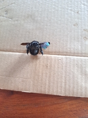 Xylocopa darwini