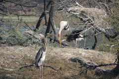 Mycteria leucocephala