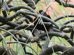 Turdus merula