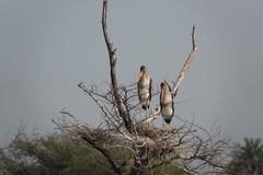 Mycteria leucocephala