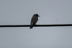 Artamus leucorynchus