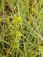 Galium capense