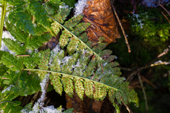 Gymnocarpium dryopteris