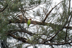 Psittacula longicauda