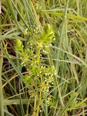 Galium capense