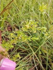 Galium capense