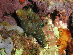 Canthigaster papua