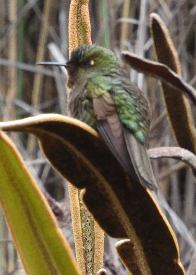 Viridian Metaltail (Metallura williami), photo 6