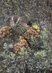 Leptasthenura andicola