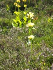Gentiana burseri burseri