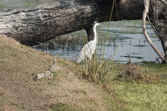 Ardea cinerea