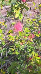 Calliandra tergemina