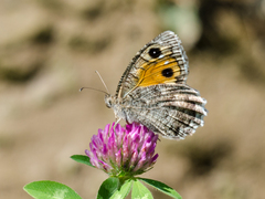 Pseudochazara mamurra