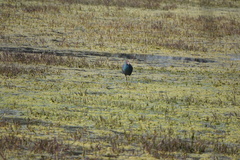 Porphyrio poliocephalus