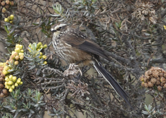 Leptasthenura andicola