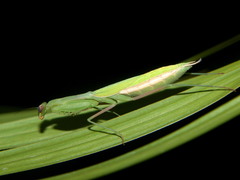 Miomantis