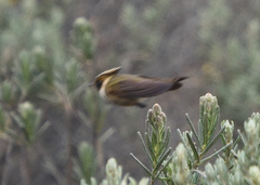 Oxypogon stuebelii