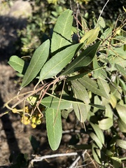 Heteromeles arbutifolia
