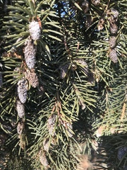 Picea pungens