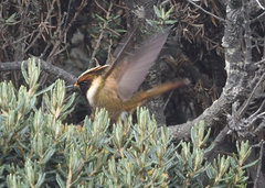 Oxypogon stuebelii