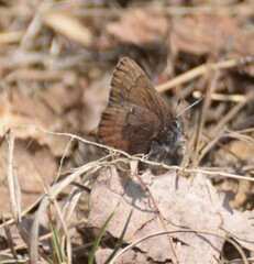 Callophrys augustinus