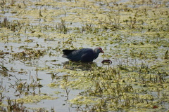 Porphyrio poliocephalus