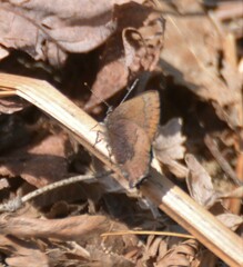 Callophrys augustinus