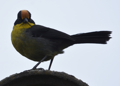 Atlapetes pallidinucha