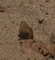 Callophrys augustinus