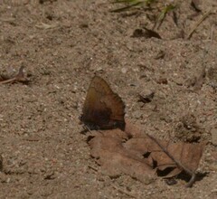 Callophrys augustinus
