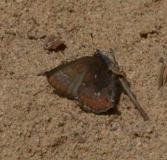 Callophrys augustinus