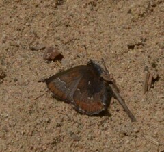 Callophrys augustinus