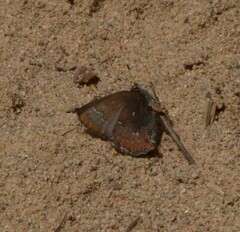 Callophrys augustinus