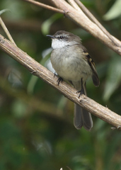 Mecocerculus leucophrys