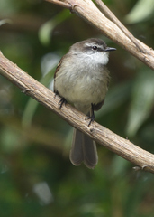 Mecocerculus leucophrys