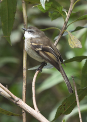 Mecocerculus leucophrys