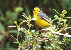Myioborus ornatus