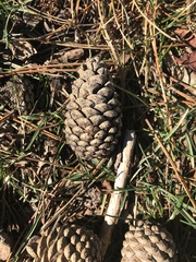 Pinus resinosa