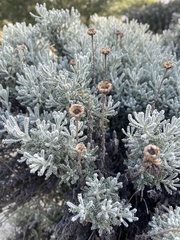 Santolina chamaecyparissus