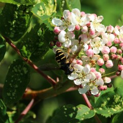 Sericomyia
