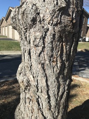 Pinus resinosa