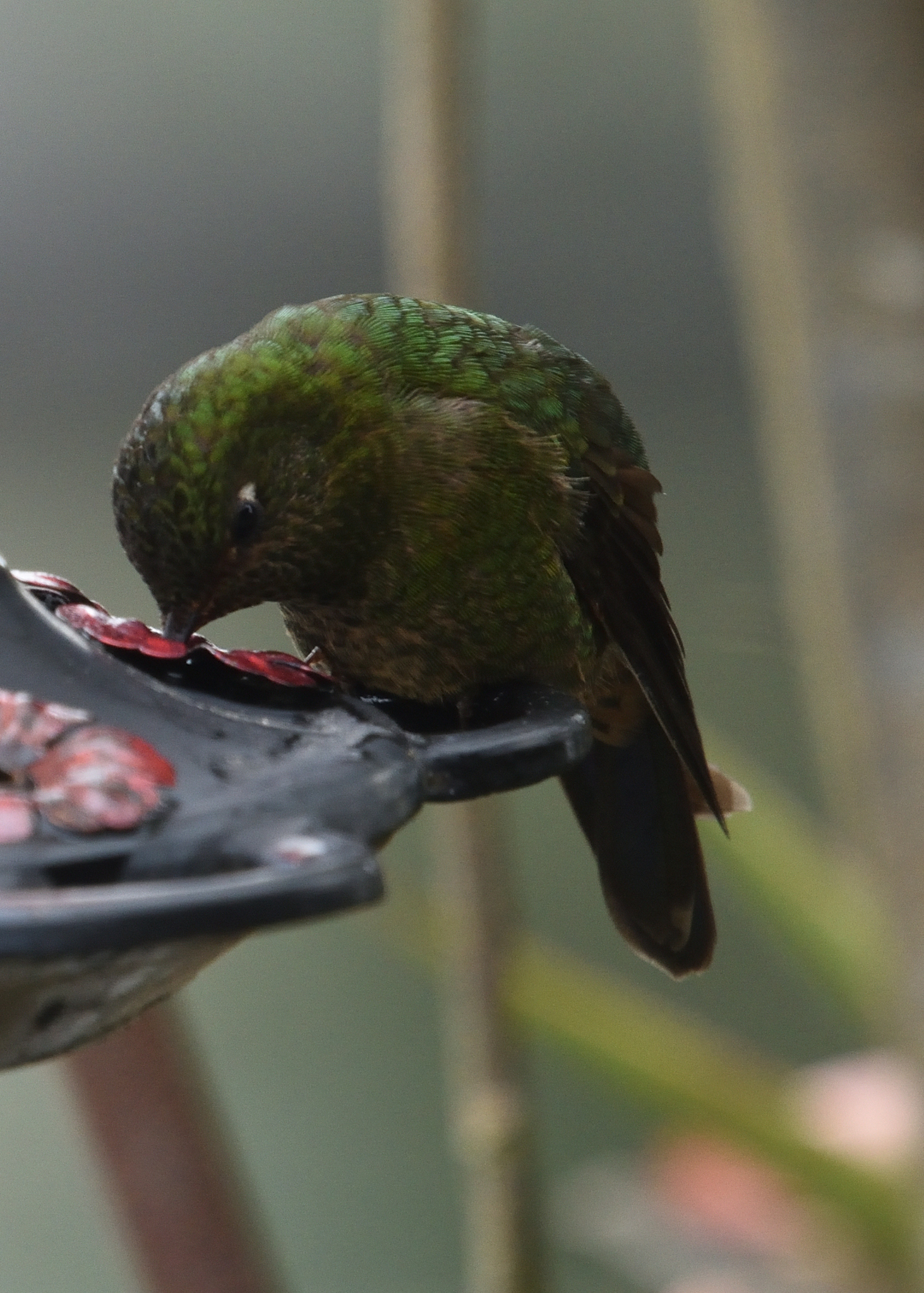 Viridian Metaltail (Metallura williami), photo 7