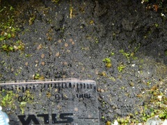 Rockefellera crossophylla