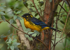 Anisognathus lacrymosus