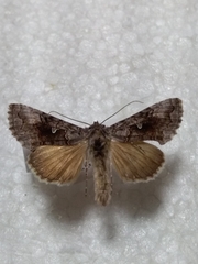 Syngrapha interrogationis