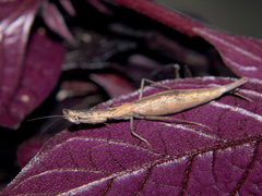 Galepsus