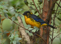 Anisognathus lacrymosus