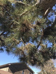 Pinus resinosa